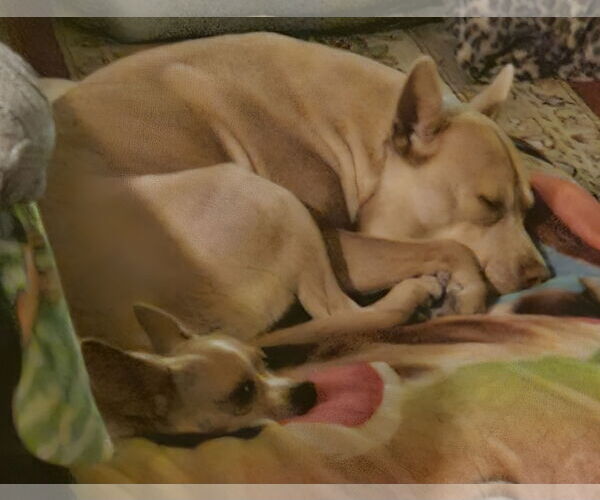 Medium Photo #4 American Bulldog-American Staffordshire Terrier Mix Puppy For Sale in Boise, ID, USA