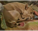 Small #3 American Bulldog-American Staffordshire Terrier Mix