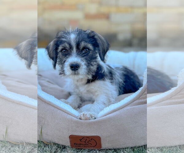 Medium Photo #3 Mutt Puppy For Sale in PIPE CREEK, TX, USA