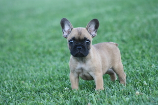 French Bulldog Puppy for sale in CADOTT, WI, USA