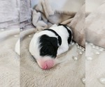 Small #9 Sheepadoodle