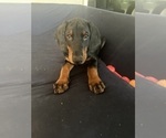 Puppy Diesel Doberman Pinscher