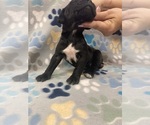 Small Photo #4 Cane Corso Puppy For Sale in LAVEEN, AZ, USA
