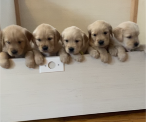 Golden Retriever Puppy for Sale in DREXEL HILL, Pennsylvania USA