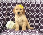 Small Photo #3 Goldendoodle Puppy For Sale in LAKELAND, FL, USA