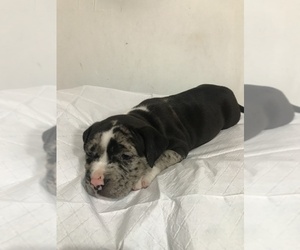 American Bully Puppy for sale in NEW YORK, NY, USA