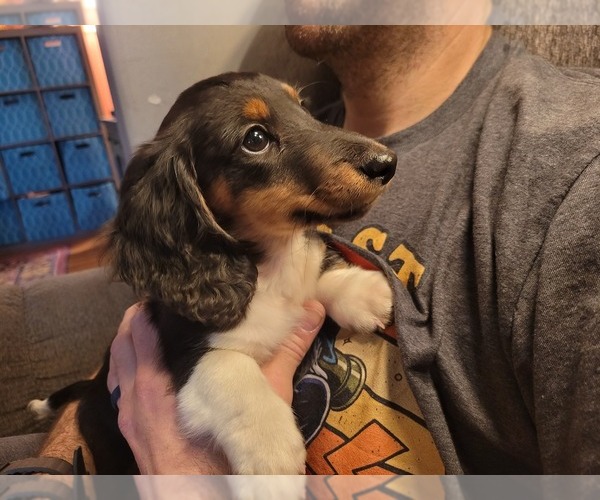 Medium Photo #2 Dachshund Puppy For Sale in YELM, WA, USA