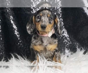 Medium Dachshund