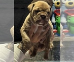 Puppy Lilac Male Olde English Bulldogge