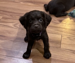 Boykin Spaniel Puppy for sale in PROSPERITY, SC, USA