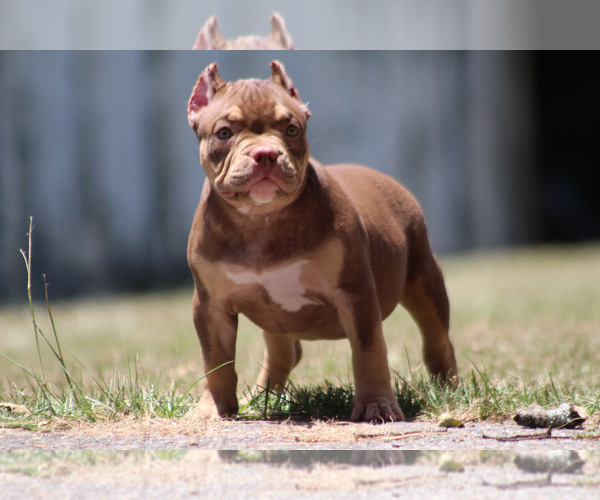Medium Photo #24 American Bully Puppy For Sale in MOUNT OLIVE, AL, USA