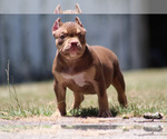 Small Photo #7 American Bully Puppy For Sale in MOUNT OLIVE, AL, USA