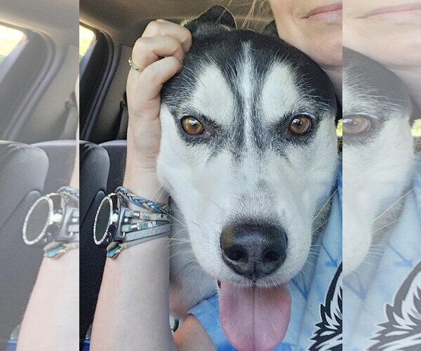 Medium Photo #3 Siberian Husky Puppy For Sale in Severn, MD, USA