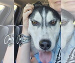 Small #2 Siberian Husky
