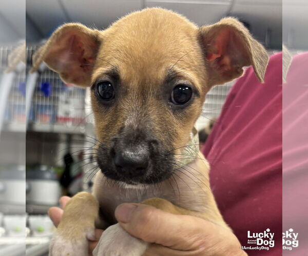 Medium Photo #2 Mutt Puppy For Sale in Washington, DC, USA