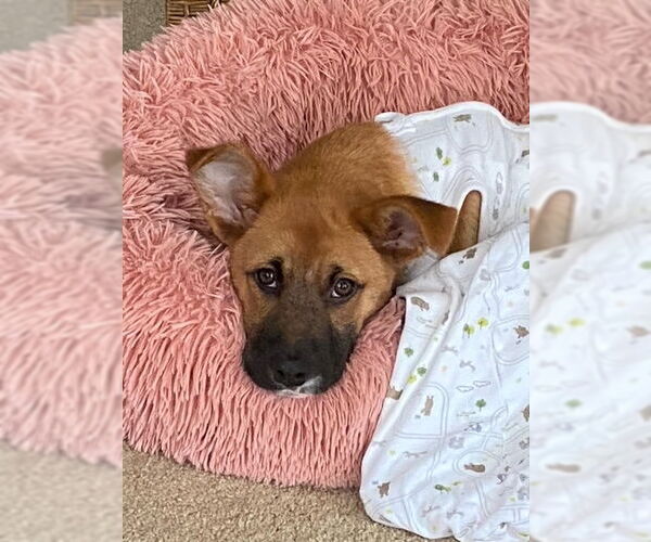 Medium Photo #2 Mutt Puppy For Sale in Plainfield, IL, USA