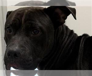 American Pit Bull Terrier Dogs for adoption in Sanford, FL, USA