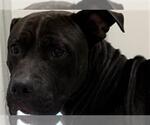 Small American Pit Bull Terrier