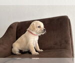 Small #6 Silkyhuahua