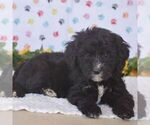 Small #2 Sheepadoodle