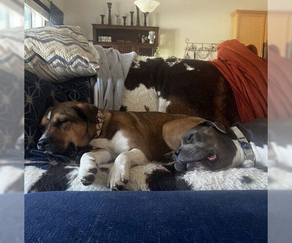 Medium Photo #28 American Pit Bull Terrier-Unknown Mix Puppy For Sale in Fargo, ND, USA