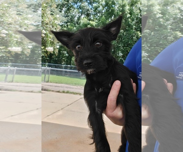 Medium Photo #2 Mutt Puppy For Sale in Royal Palm Beach, FL, USA