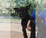 Small #1 Mutt