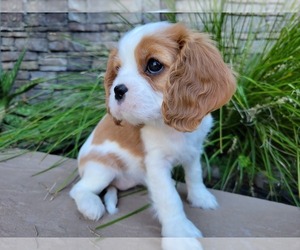 Cavalier King Charles Spaniel Puppy for sale in FAIR OAKS, CA, USA