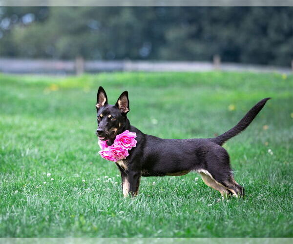 Medium Photo #6 Australian Kelpie-Dachshund Mix Puppy For Sale in Unionville, PA, USA