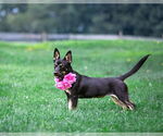 Small #5 Australian Kelpie-Dachshund Mix