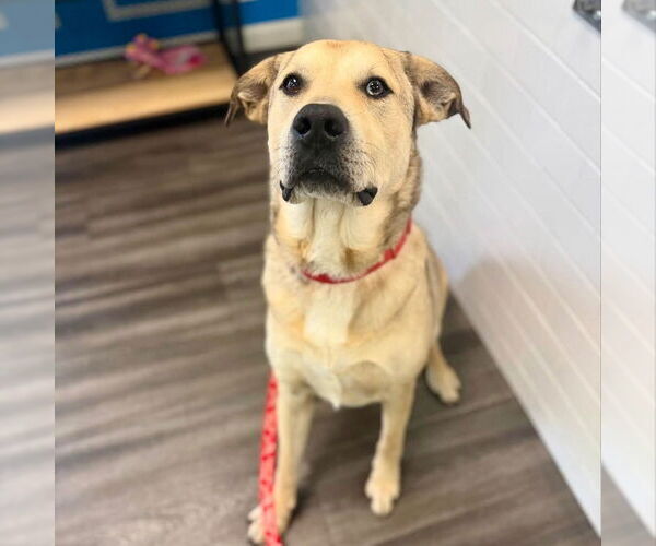 Medium Photo #16 Anatolian Shepherd-Unknown Mix Puppy For Sale in Canton, CT, USA