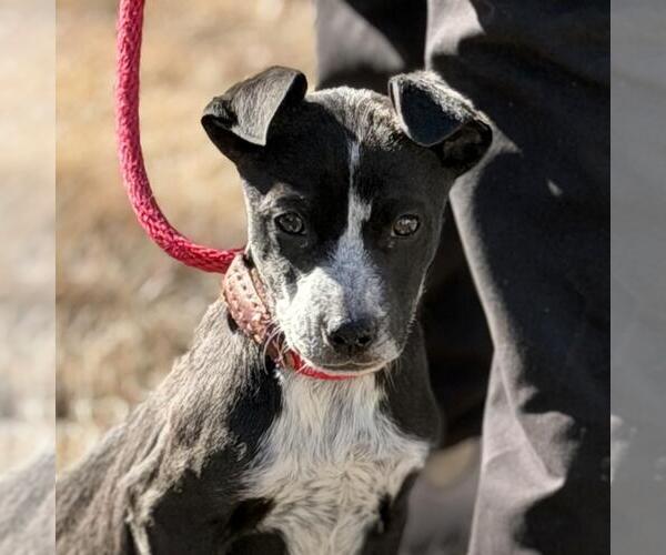 Medium Photo #1 Border-Aussie Puppy For Sale in Yardley, PA, USA