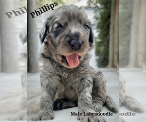 Labradoodle Puppy for sale in MILLVILLE, MN, USA