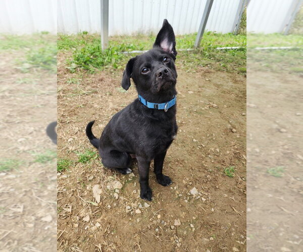 Medium Photo #3 Mutt Puppy For Sale in Evansville, IN, USA