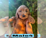 Small #30 Goldendoodle (Miniature)