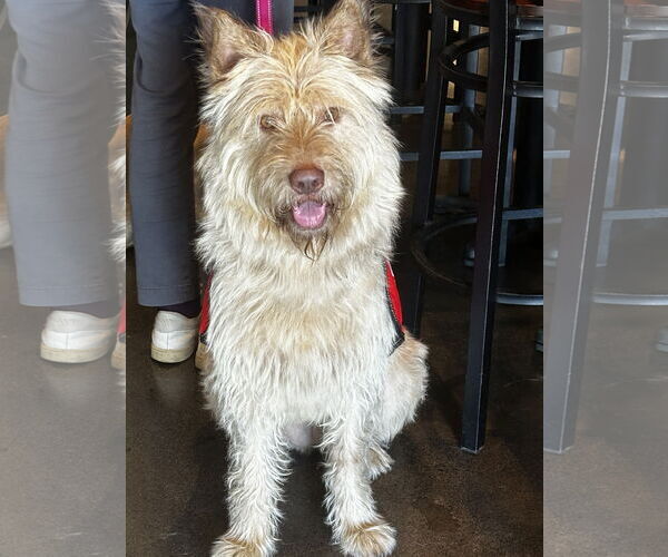 Medium Photo #1 Berger Picard-Unknown Mix Puppy For Sale in Newport Beach, CA, USA