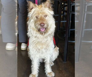 Berger Picard-Unknown Mix Dogs for adoption in Newport Beach, CA, USA