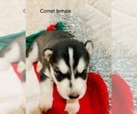 Small Photo #2 Siberian Husky Puppy For Sale in WASHBURN, WI, USA