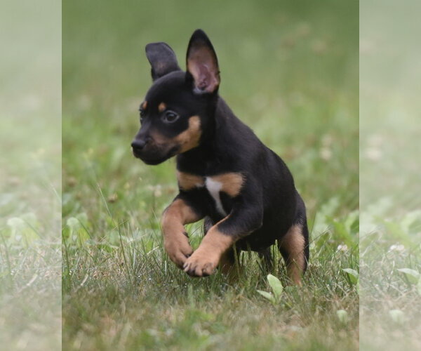 Medium Photo #7 Mutt Puppy For Sale in Mechanicsburg, PA, USA