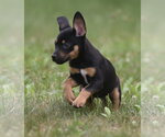 Small #6 Mutt