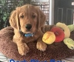 Small #1 Golden Retriever