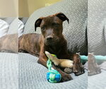 Small #1 American Pit Bull Terrier Mix