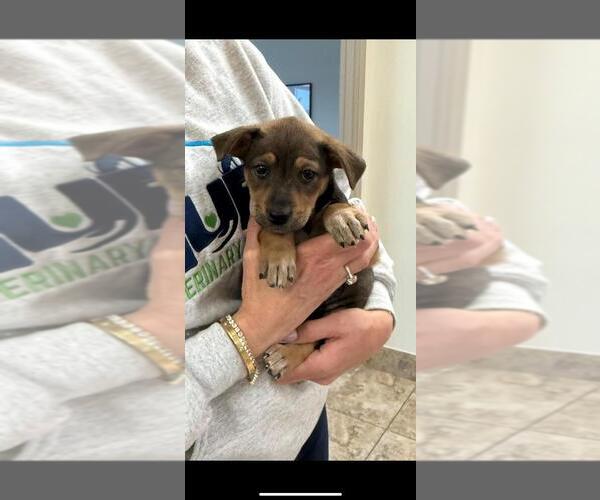 Medium Photo #4 Shepradors Puppy For Sale in Brewster, NY, USA