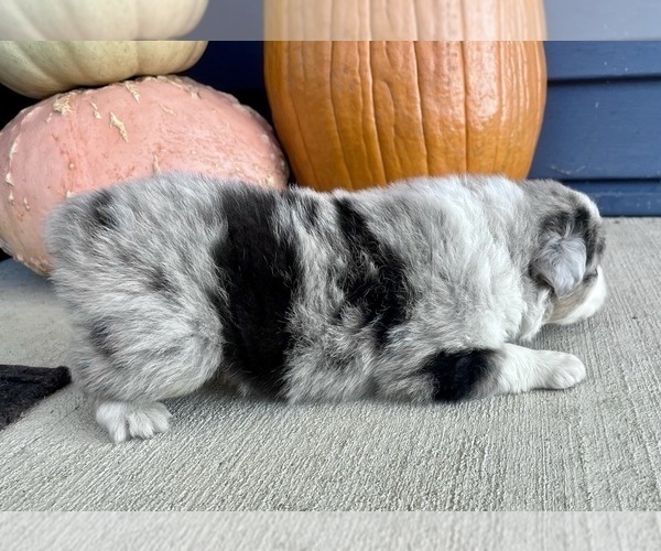 Medium Photo #5 Australian Shepherd Puppy For Sale in LODA, IL, USA