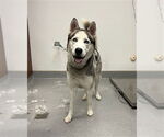 Small Siberian Husky