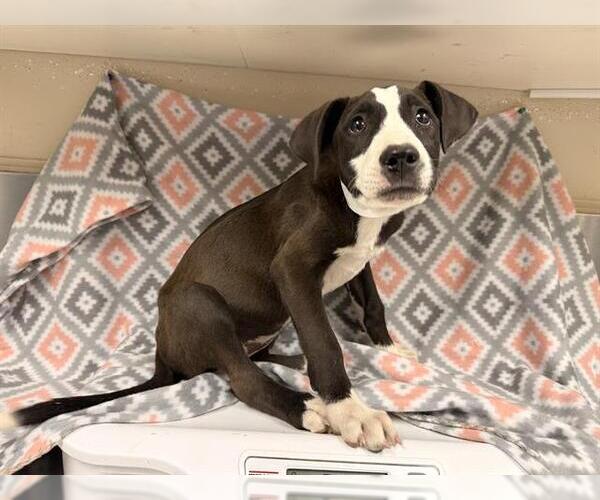 Medium Photo #1 Mutt Puppy For Sale in HESPERIA, CA, USA