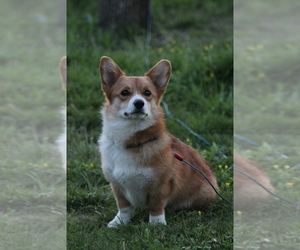 Mother of the Pembroke Welsh Corgi puppies born on 08/06/2025