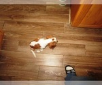 Small Photo #2 Cavalier King Charles Spaniel Puppy For Sale in HARPURSVILLE, NY, USA