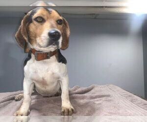 Beagle Puppy for sale in NEW BRITAIN, CT, USA