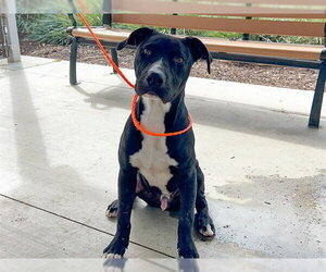 Great Dane-Unknown Mix Dogs for adoption in Orange, CA, USA